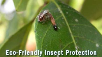 Permalink to: Eco-Friendly Pest Control