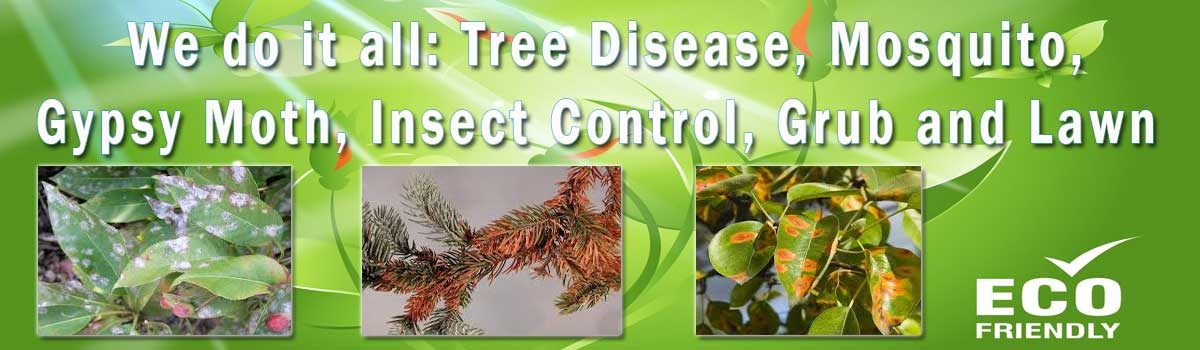 Go to: We do it all Tree Disease Control